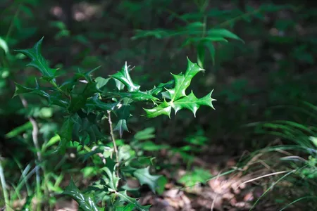 China Dynasty Holly 1 Live Male & Female Combination, 3 Gallon Pot – Ilex × meserveae