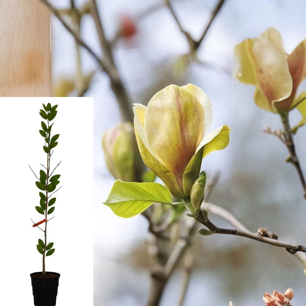Sunsation Magnolia 1 Live Tree 2–3 Feet Tall – Magnolia ‘Sunsation’ – Potted