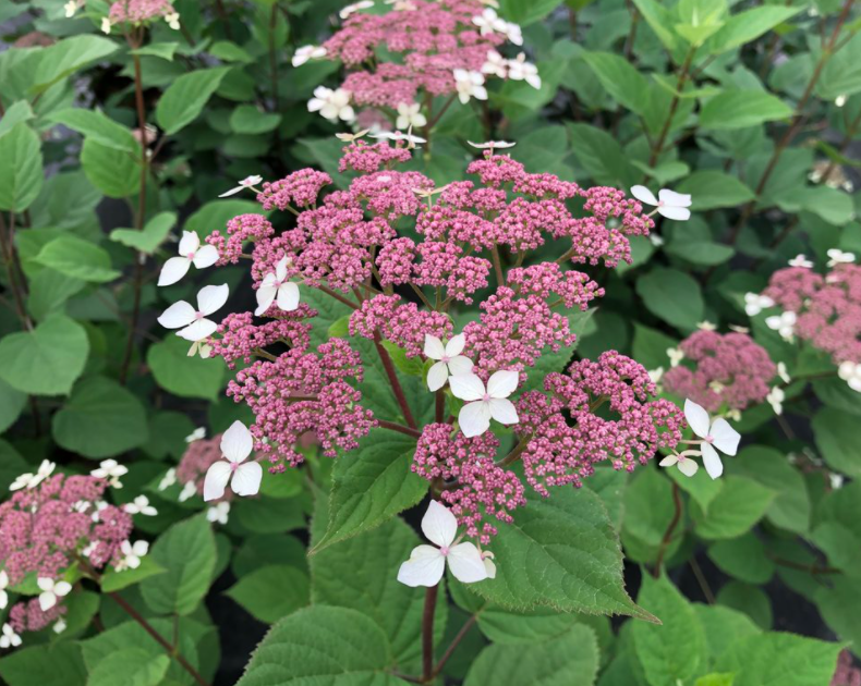Invincibelle Lace Smooth Hydrangea 1 Live Flowering Shrub, 1 Gallon Pot – Hydrangea arborescens ‘Invincibelle Lace’