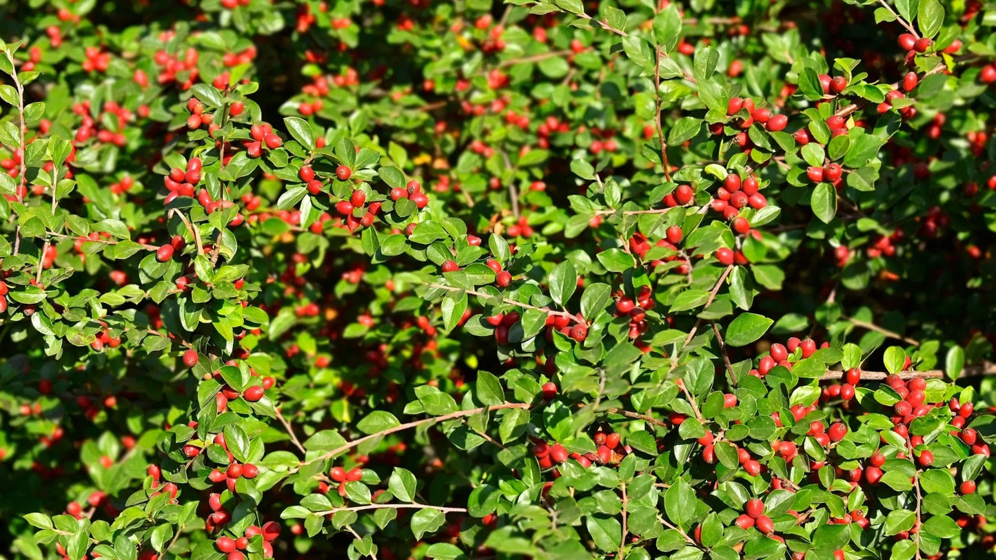 6 Japanese Barberry Bush Cuttings – Berberis thunbergii, Organic Unrooted Shrubs with Edible Berries, Hardy, Easy to Grow