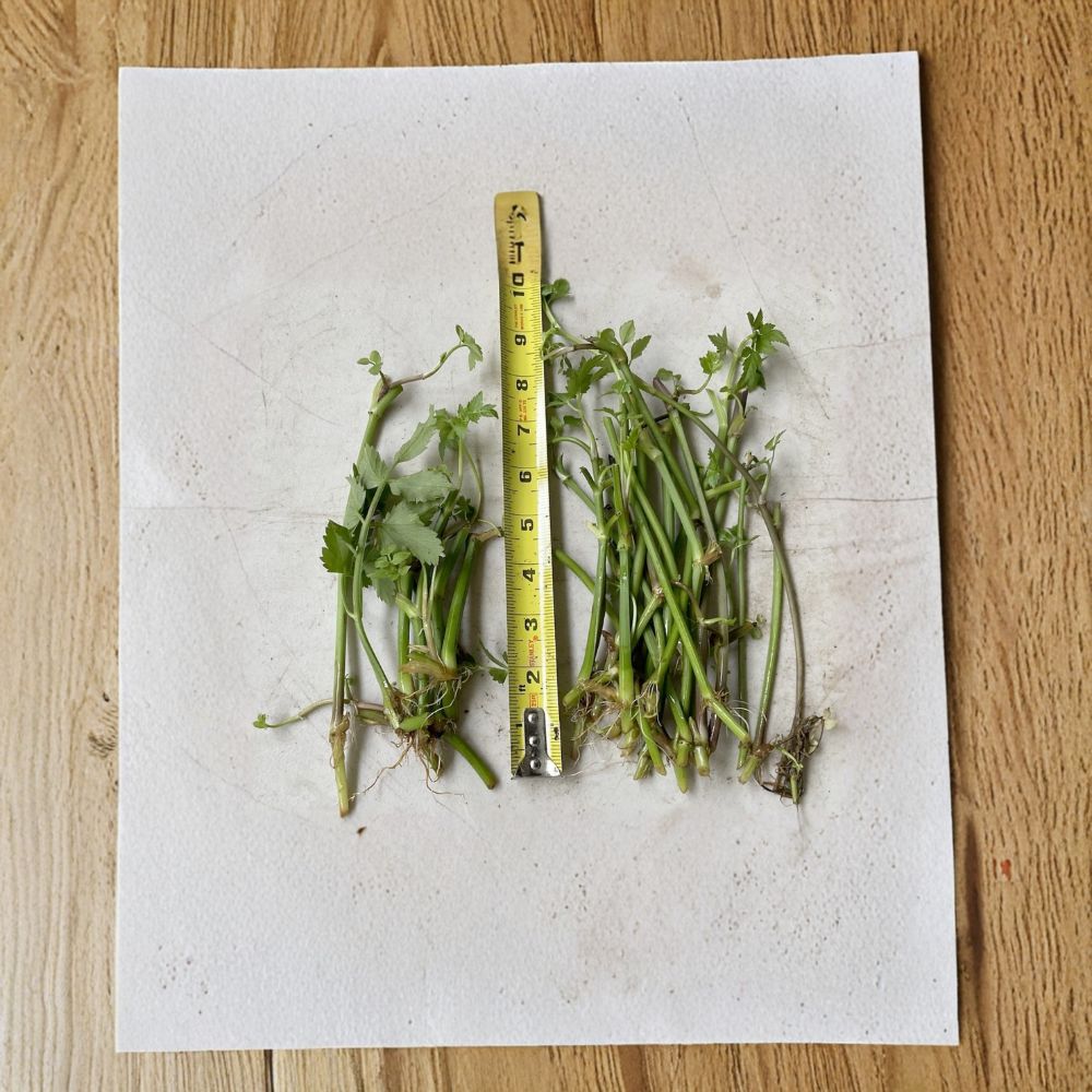 Jerusalem Artichoke 20 Bare Root Tubers – Helianthus tuberosus