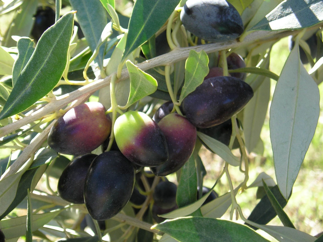 Kalamata Olive Tree Cutting (Olea europaea) – 6–8” Unrooted Cutting for Rooting, Propagation, Grafting – Greek Kalamon Olive
