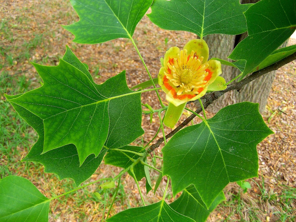 6 Tulip Tree Cuttings Unrooted | Tulip Poplar | Liriodendron tulipifera | Fast-Growing Shade Tree | Rare Ornamental Tree for Planting