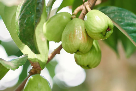 An Thái Wax Apple Plant - 3 Gallon Pot - M?n An Thái Xanh - Tropical Fruit Tree - Syzygium samarangense