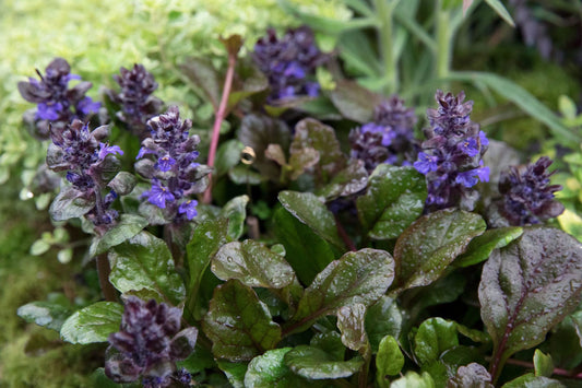 Ajuga Reptans Plantlets - 12 Bare Root Bugleweed Plantlets - Ground Cover Perennial, Fast-Growing Ajuga Reptans