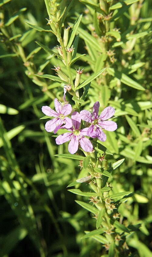 3000 Lythrum alatum Seeds | Winged Loosestrife | Native Perennial Wetland Plant | Pollinator-Friendly Meadow & Garden