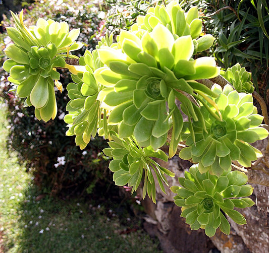 Aeonium Arboreum Cuttings - 2 Fresh Succulent Stems | Irish Rose Plant | Easy to Root | Rare Indoor Outdoor Live Succulent