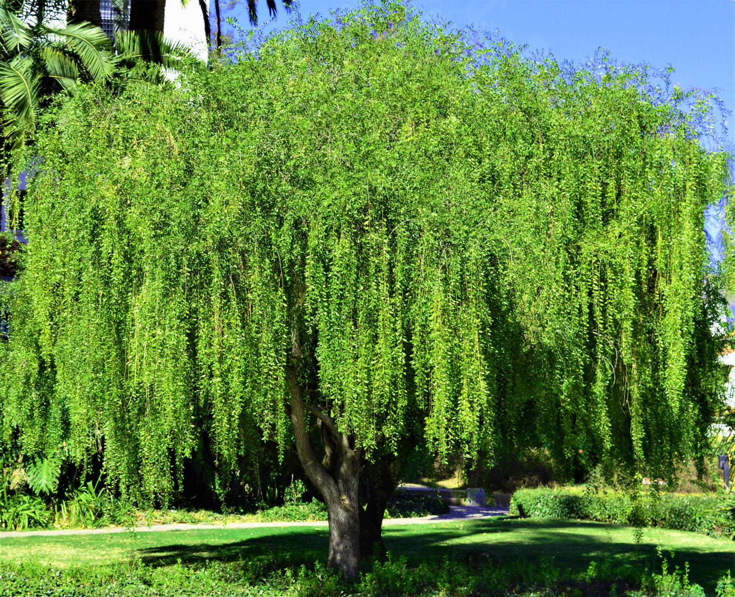 Mayten Tree (Maytenus boaria) | Evergreen Weeping Shade Tree | Drought Tolerant Ornamental | Live Plant 2.5 Inch Pot
