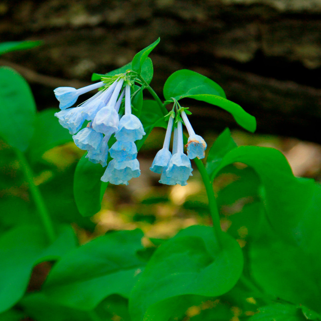 10 Virginia Bluebells Bulbs (Mertensia virginica) | Bare-Root Woodland Wildflower | Early Spring Bloomer | Shade Perennial