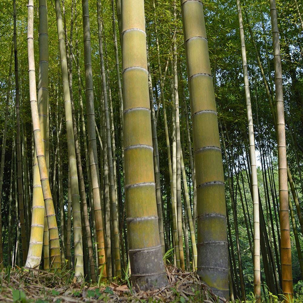 2 Spring SA / Mosso Bamboo Bare Root (Phyllostachys edulis) – Giant Timber Bamboo, Fast Growing, Cold Hardy, Clumping