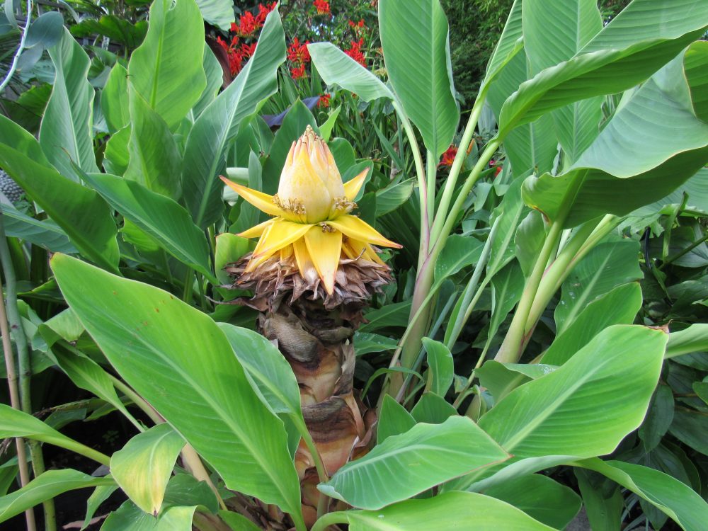 Chinese Dwarf Banana – Golden Lotus Banana – Musella lasiocarpa Live Plant – Ornamental Cold Hardy – Rare Tropical Accent Plant