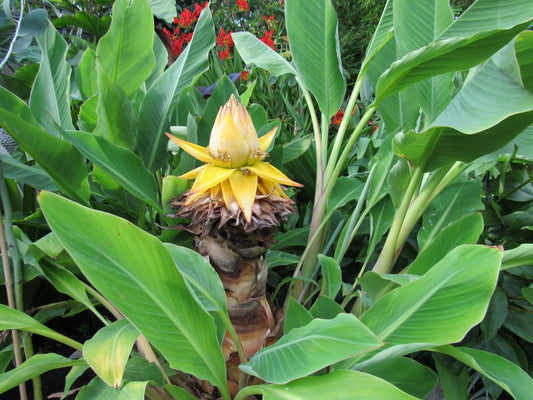 Chinese Dwarf Banana – Golden Lotus Banana – Musella lasiocarpa Live Plant – Ornamental Cold Hardy – Rare Tropical Accent Plant