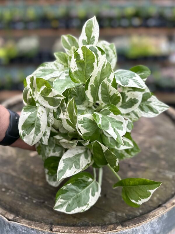 3 N’Joy Pothos Cuttings – Epipremnum aureum Unrooted Variegated Vines | Live Houseplant for Indoor Pots or Container Growing