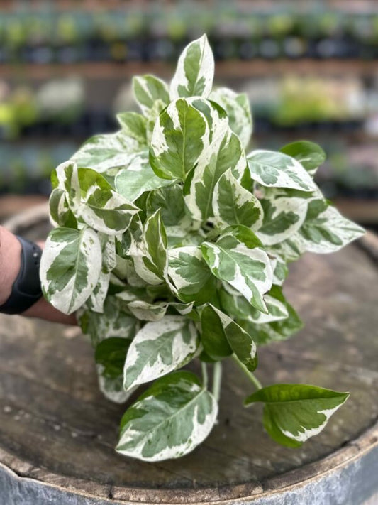 3 N’Joy Pothos Cuttings – Epipremnum aureum Unrooted Variegated Vines | Live Houseplant for Indoor Pots or Container Growing