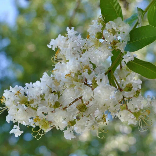10 Rare Crape Myrtle ‘Natchez’ Cuttings | Lagerstroemia indica × fauriei | White Blooms | For Rooting or Grafting | Fast-Growing Tree