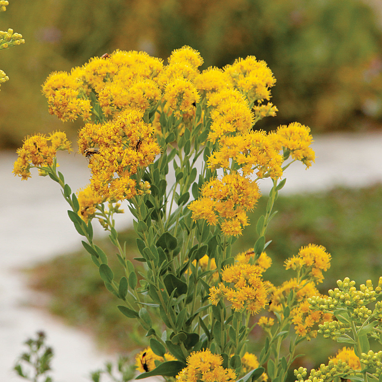 700 Oligoneuron rigidum Seeds | Stiff Goldenrod | Native Perennial Wildflower for Bees, Butterflies & Prairie Gardens