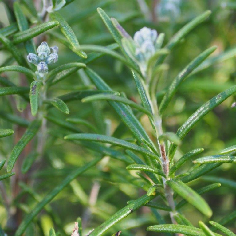 12 Organic Rosemary Cuttings 10” | Live Herb Plant Starter | Salvia Rosmarinus | Culinary, Medicinal, Aromatic, Easy to Grow
