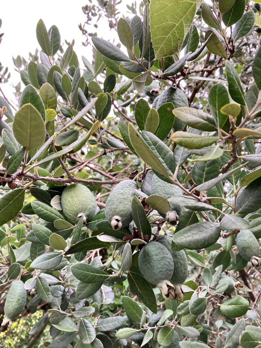 4 Pineapple Guava Cuttings – Feijoa sellowiana Live Unrooted Stems | Easy Propagation for Edible Landscaping or Home Garden Growing