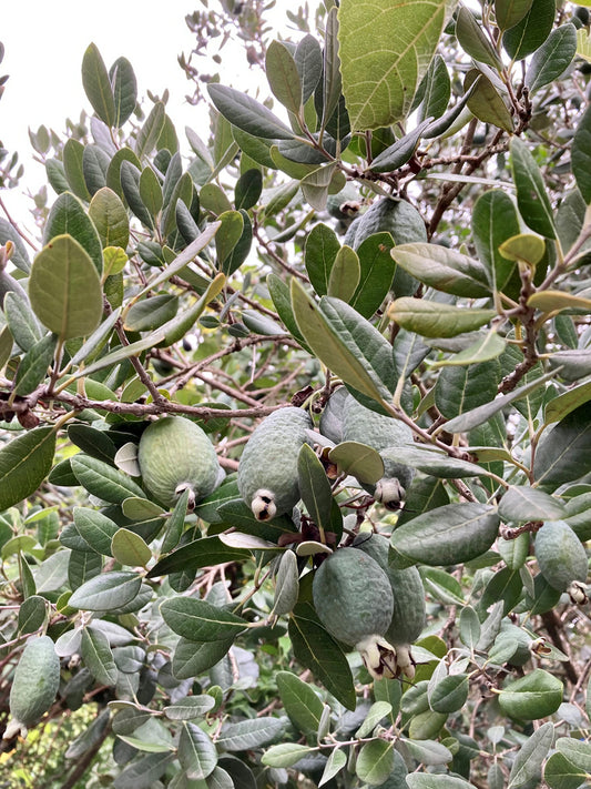 4 Pineapple Guava Cuttings – Feijoa sellowiana Live Unrooted Stems | Easy Propagation for Edible Landscaping or Home Garden Growing