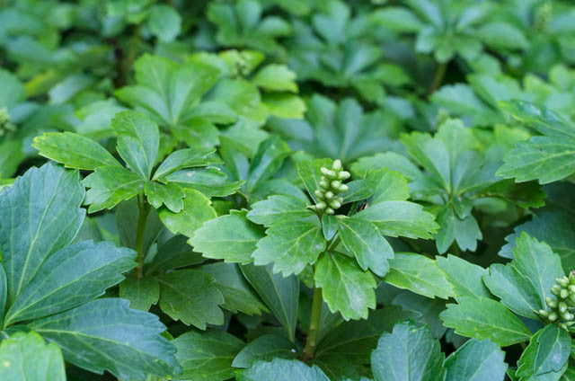 25 Live Pachysandra Terminalis Plants - Japanese Spurge Ground Cover, Shade Loving, Fast Spreading Bare Root Plants