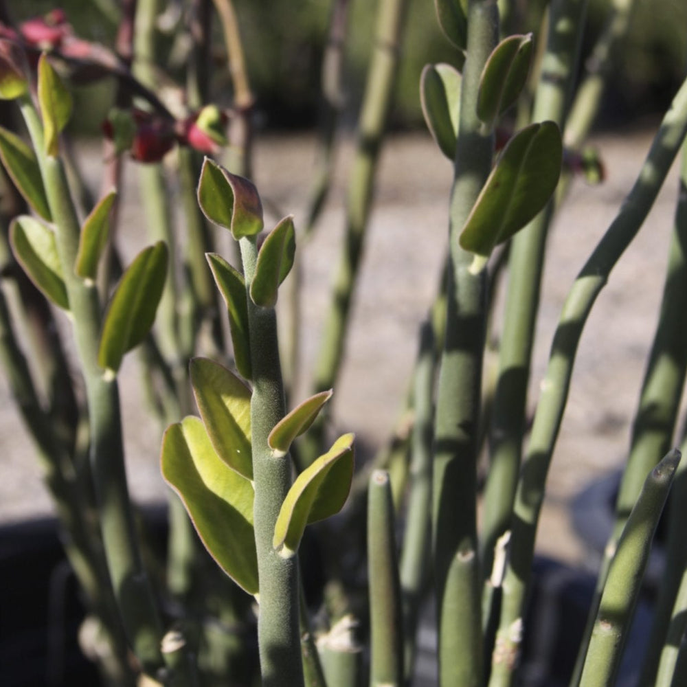 5 Tall Lady Slipper (Pedilanthus tithymaloides) Live Succulent Cuttings – Easy to Root, Zig Zag Plant, Devil’s Backbone Stems