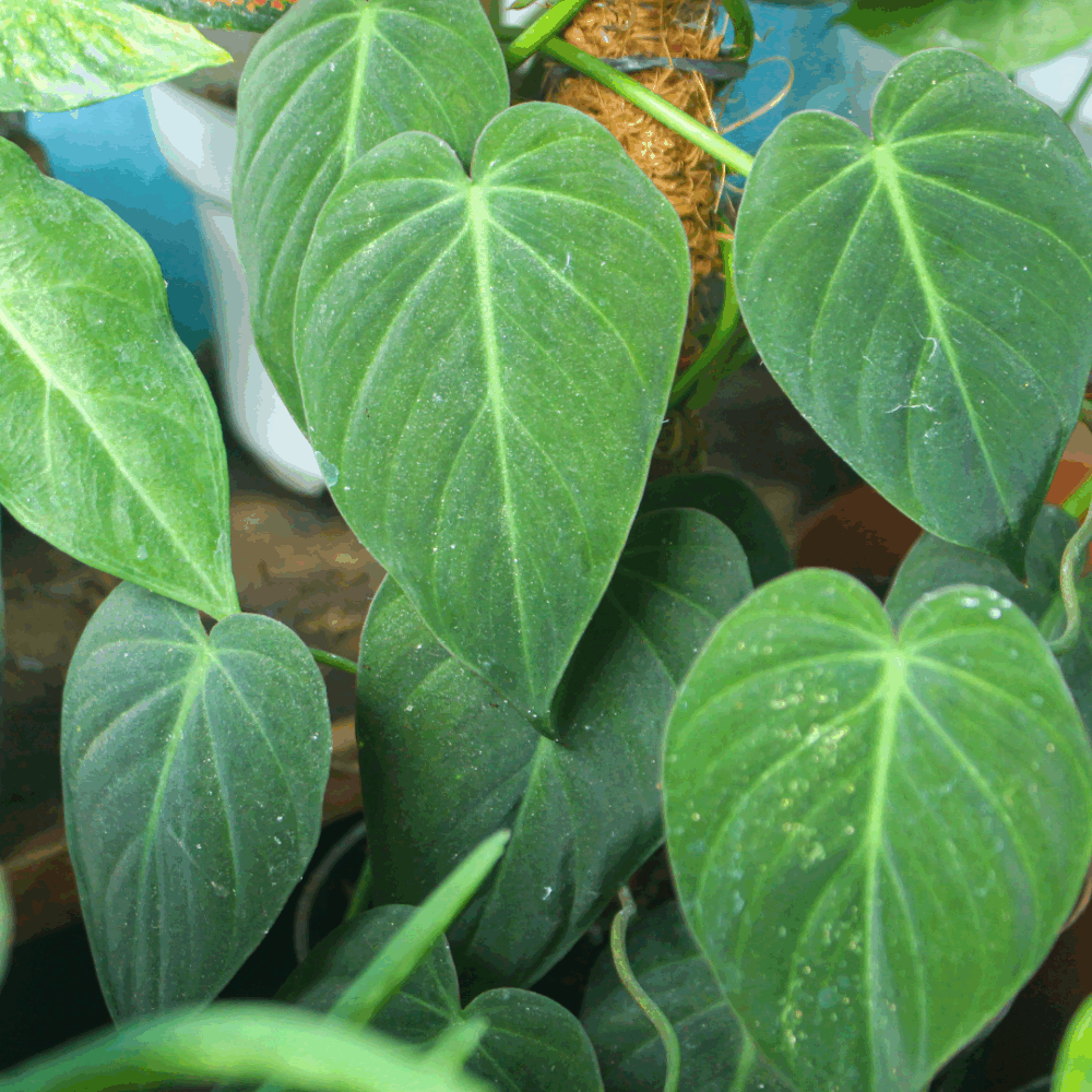 1 Philodendron Micans (Velvet-Leaf Philodendron, Philodendron hederaceum) – Small Live House Plant, Rooted Starter, Bareroot