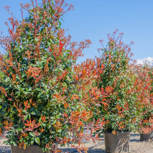 3 Red Tip Photinia Plants (Photinia x fraseri) – 2” Tall, Bare Root – Red Leaves, Privacy Hedge, Fast Growing Shrub, Evergreen Screen