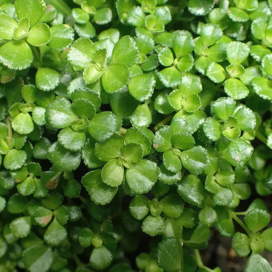 1 Pilea ‘Tiny Tears’ – Rooted Starter Plant, Live Bareroot House Plant, Easy Care, Low Maintenance Indoor Ground Cover