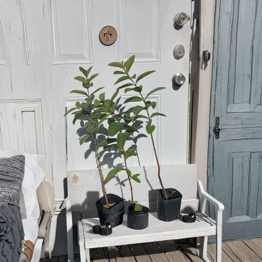 Pink Cattley Guava Tree 20-24” Live Plant | Florida Grown Strawberry Guava | Edible Fruit Tree | Tropical Garden Plant | Jelly & Syrup Guava