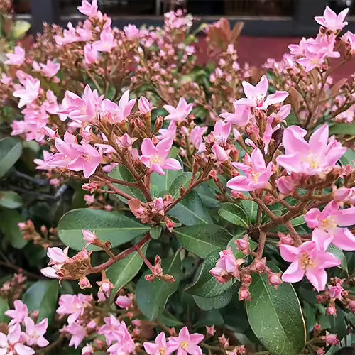 7 Indian Hawthorn 'Pink Dancer' Cuttings | Rhaphiolepis indica | Unrooted Flowering Shrub Starts | Pink Blooms | Landscape Favorite