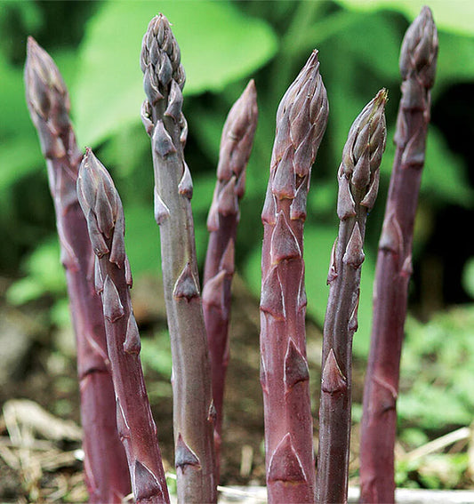 10 Purple Passion Asparagus Bare Root Crowns | 2-Year Live Plants | Sweet Heirloom Variety | Perennial Vegetable Garden Starter