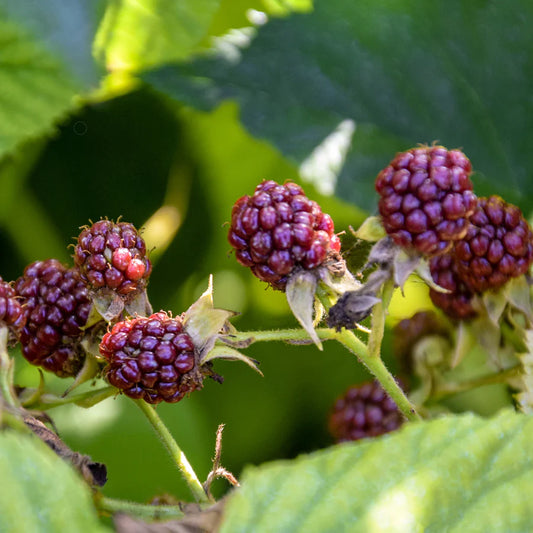 2 Glencoe Thornless Raspberry Plants – Rubus idaeus Live Bare Root Bushes | Easy Grow Berry Shrubs for Patio, Garden, or Orchard
