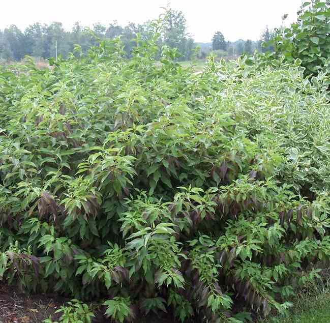 Red Gnome Dogwood 1 Live Plant – Cornus alba ‘Red Gnome’ – 3 Gallon Pot
