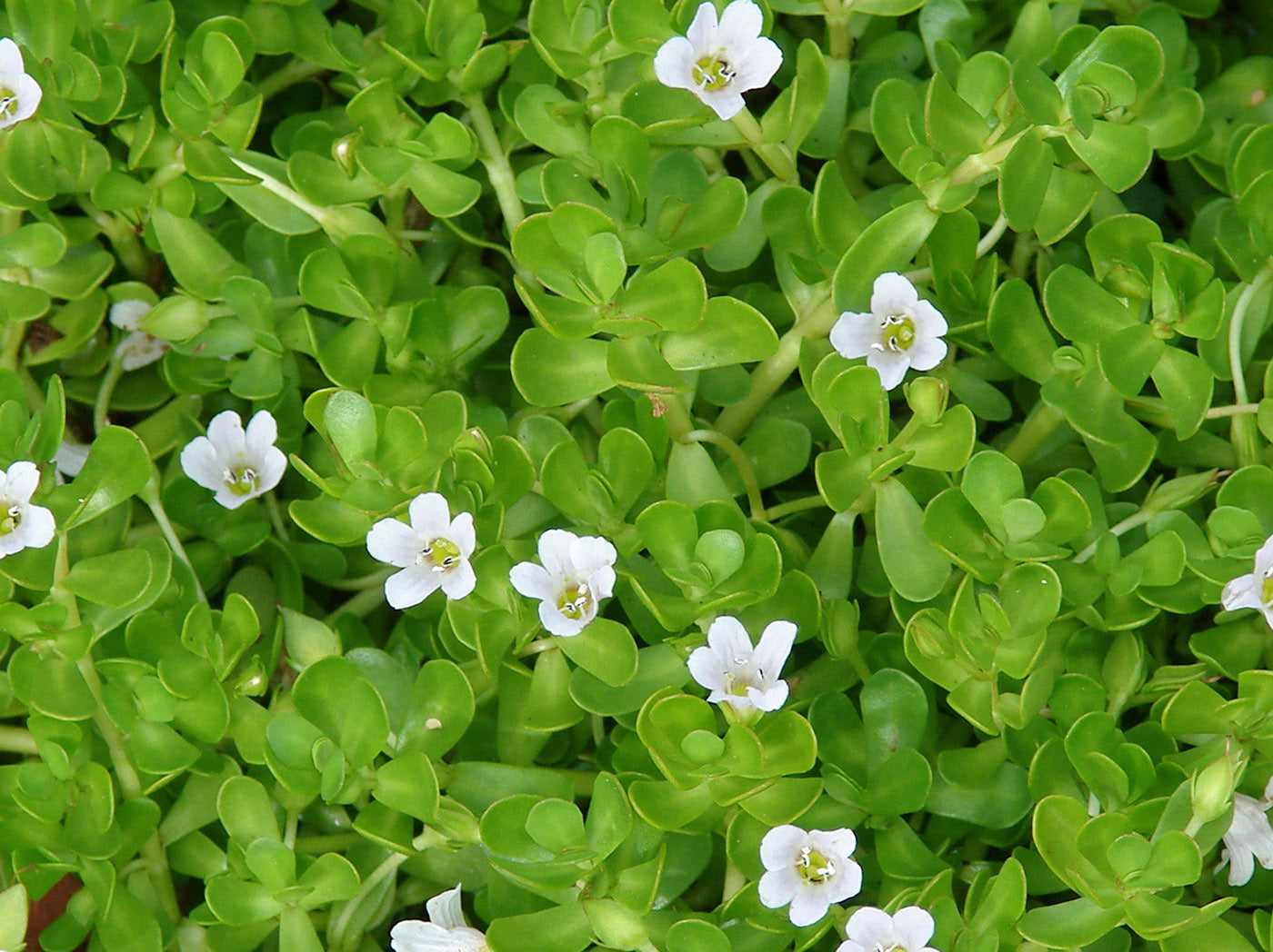 15 Live Bacopa monnieri Plants – Brahmi, Rau Đắng, Water Hyssop | Bareroot Medicinal Herb, Aquarium & Edible Wetland Plant