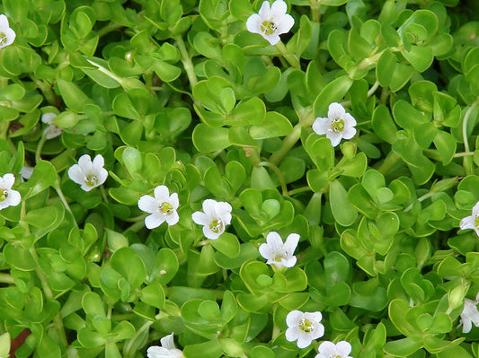 15 Live Bacopa monnieri Plants – Brahmi, Rau Đắng, Water Hyssop | Bareroot Medicinal Herb, Aquarium & Edible Wetland Plant