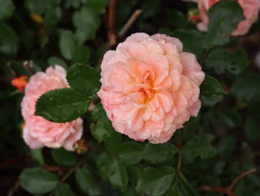 Apricot Drift Rose – 1 Live Flowering Shrub, 1-Gallon Size – Rosa ‘Meimirrote’