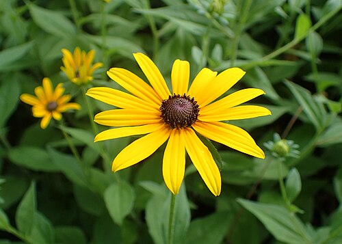 3 Black-Eyed Susan Plants | Bare Root | Bright Yellow Flowers | Rudbeckia hirta | Perennial Wildflower | Pollinator-Friendly Garden