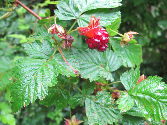 Salmonberry Root Cuttings (Rubus spectabilis), 5 Rhizomes, 4-5" Long, USDA Zones 4-9, Partial Shade
