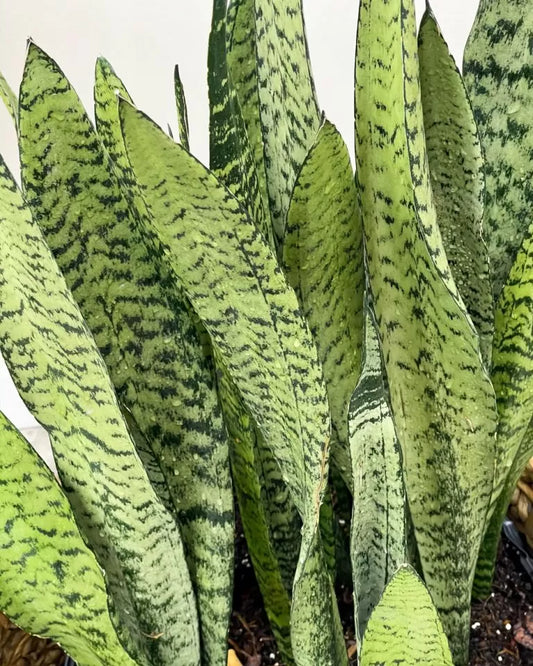 9 Sansevieria Snake Plant Starter Leaf Cuttings 4–6" – Hawaii Grown, Organic Unrooted Propagation Leaves, Easy Indoor Houseplant