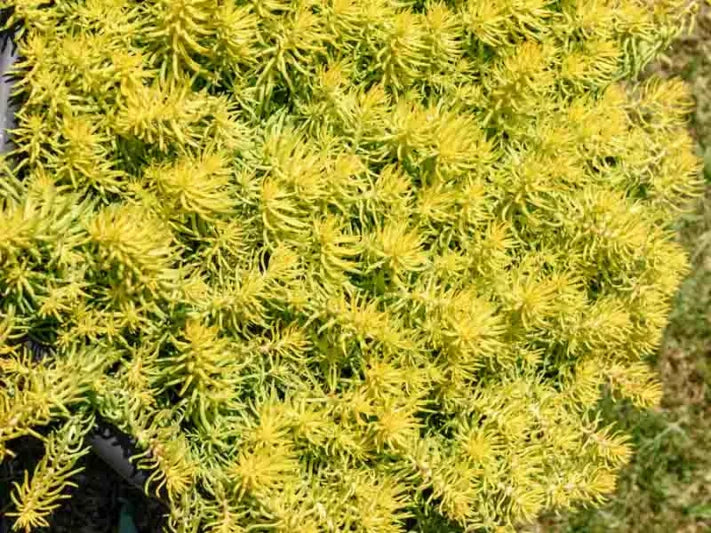 10 Sedum Cuttings | Stonecrop Succulent | Unrooted Groundcover Stems | Rock Garden, Container, Border, or Drought Landscaping