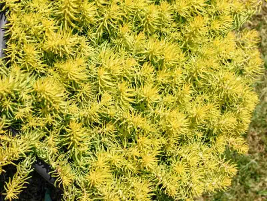 10 Sedum Cuttings | Stonecrop Succulent | Unrooted Groundcover Stems | Rock Garden, Container, Border, or Drought Landscaping