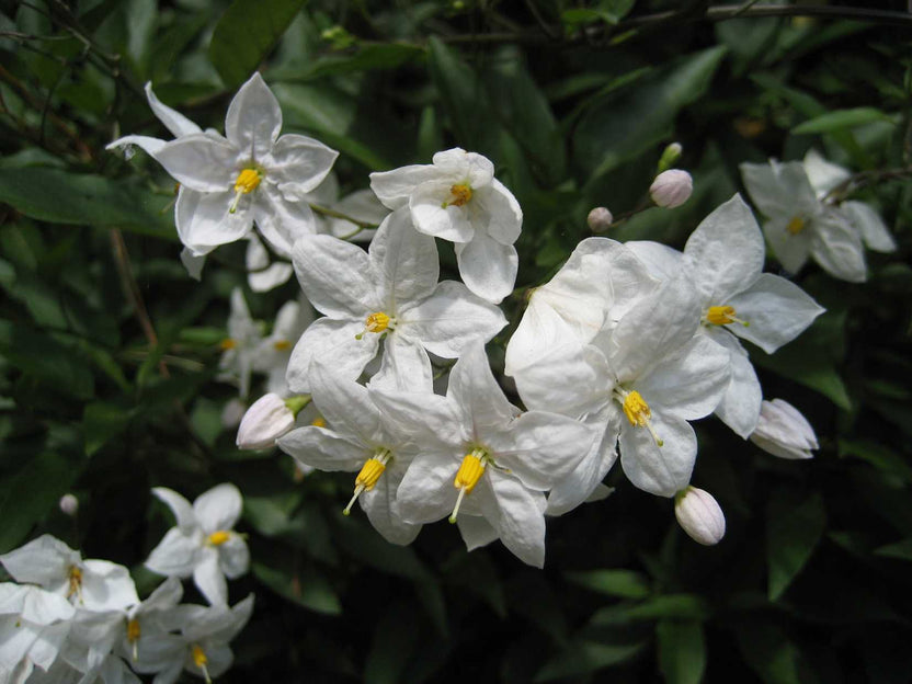 Potato Vine 1 Live Plant – 1-Gallon Pot – Solanum jasminoides