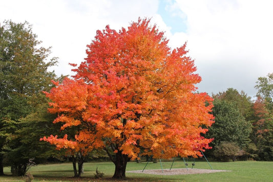 1 Sugar Maple Tree (Acer saccharum) Live Bareroot 10–18" Tall | Hardy Shade Tree | Brilliant Fall Color | Zones 3–8