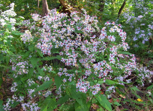 500 Symphyotrichum cordifolium Seeds | Heart-leaved Aster | Native Perennial Wildflower for Pollinators & Woodland Gardens