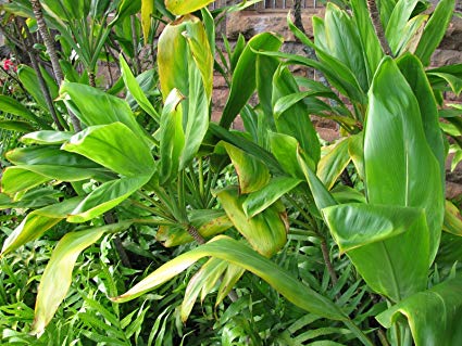 3 Hawaiian Green Ti Leaf Cuttings – Cordyline fruticosa Starter Logs – Live Tropical Plant Stems for Landscaping, Pots & Garden Borders