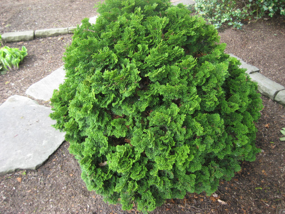 Templehof Hinoki Cypress 1 Live Conifer – Chamaecyparis obtusa ‘Templehof’ – 3 Gallon Pot – 12″
