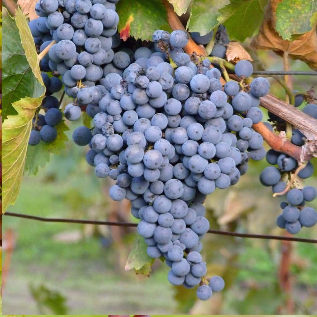 5pcs Thomcord Seedless Grape Cuttings – Unrooted Vitis vinifera Hybrid, Sweet Table Grapes, Grow Your Own Vine, Easy Propagation