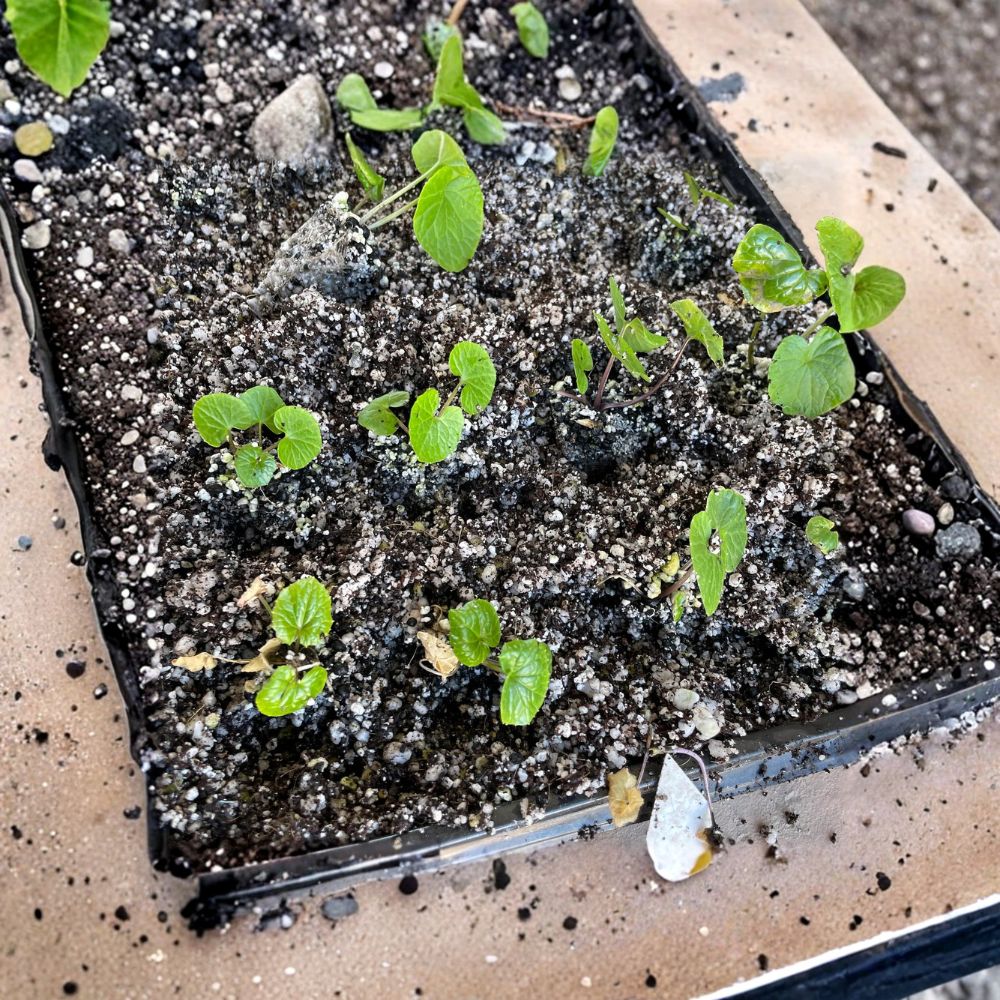 5 Japanese Wasabi Plantlets - Edible Specialty Perennial - Mazuma Variety - Health Benefits - Wasabia japonica