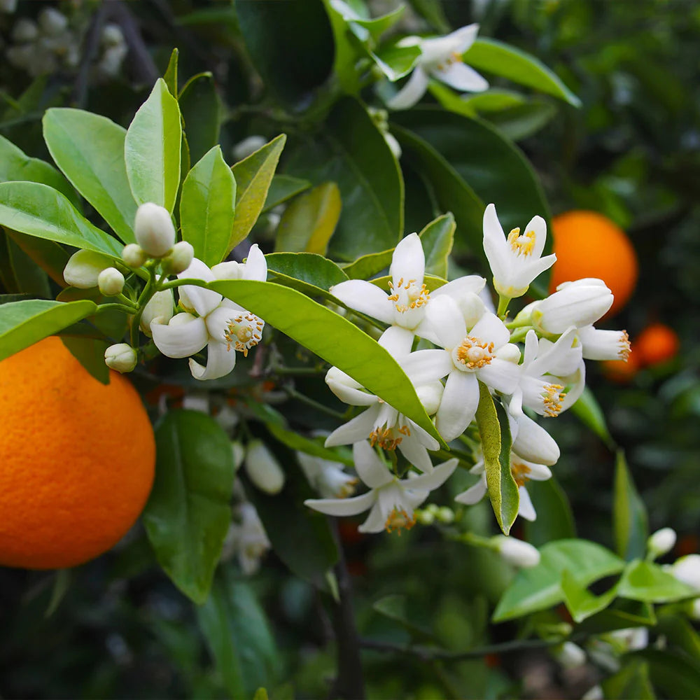 Valencia Orange Cuttings (Citrus sinensis) 6–8 Inch Unrooted – For Rooting or Grafting, Organic Sweet Juice Citrus Scion