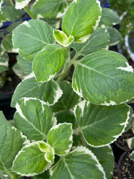 5 Variegated Cuban Oregano Cuttings – Plectranthus amboinicus Herb – Live Unrooted Stems – Aromatic Medicinal Plant – Easy to Grow